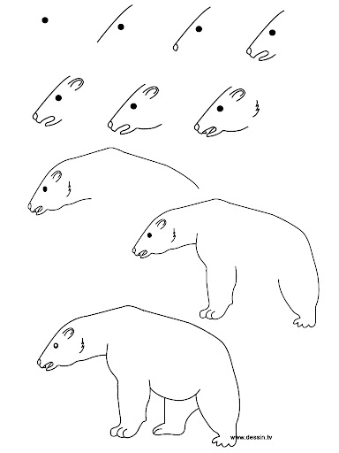 come disegnare un orso polare