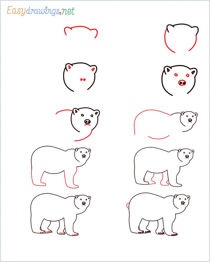 come disegnare un orso