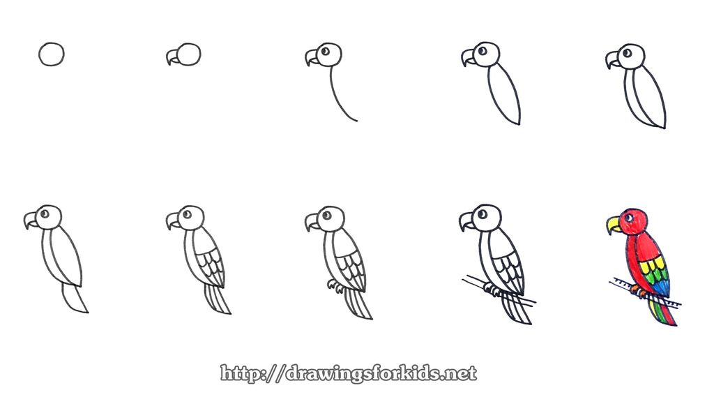 come disegnare un pappagallo