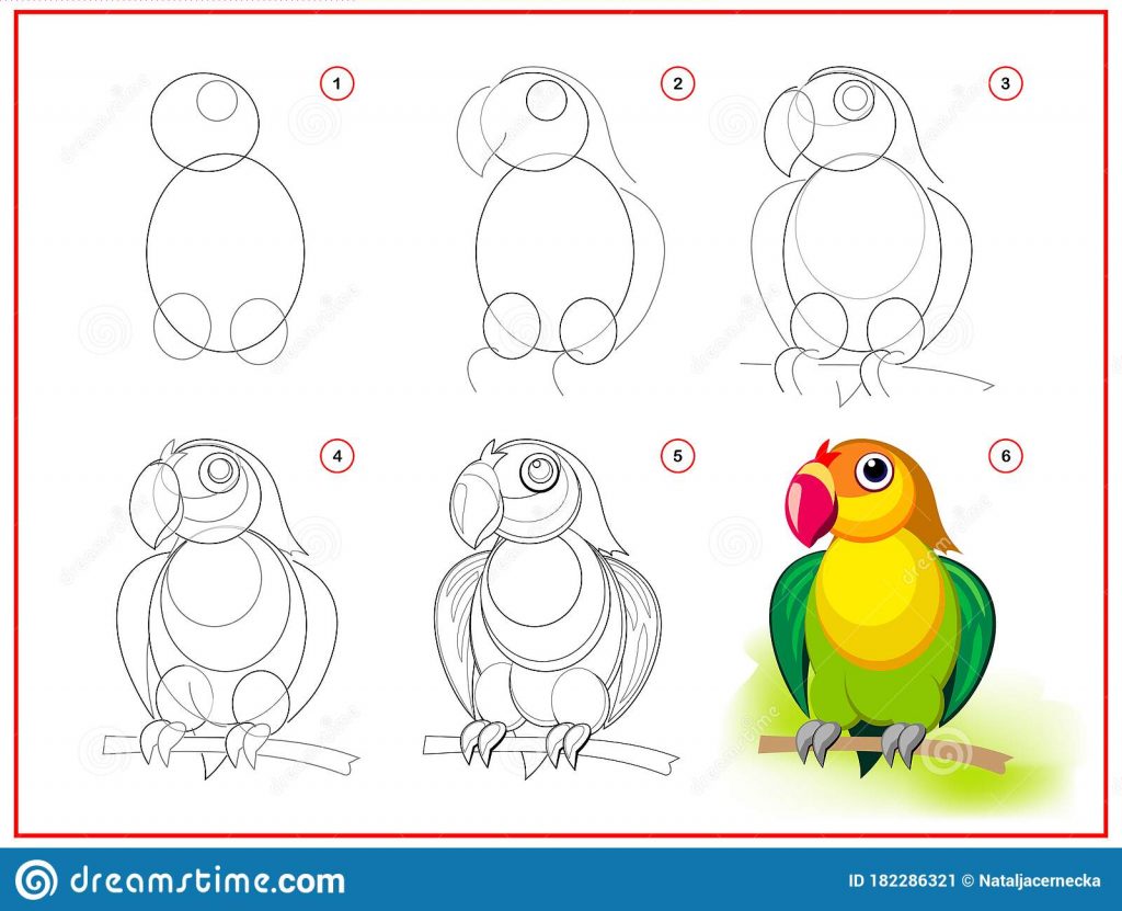 come disegnare un pappagallo