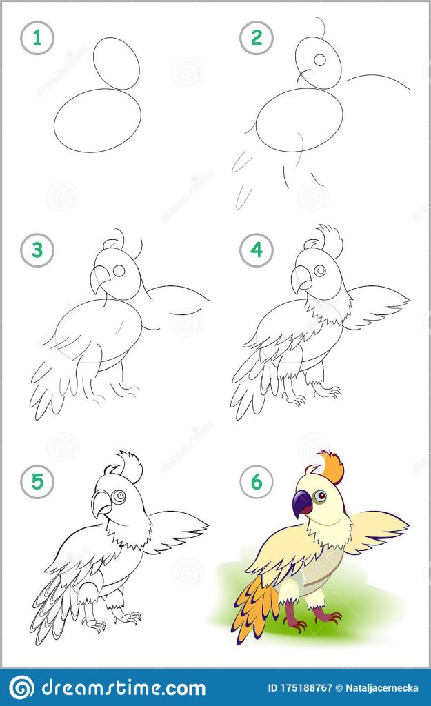 come disegnare un pappagallo