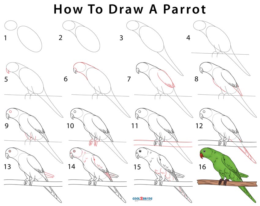 come disegnare un pappagallo