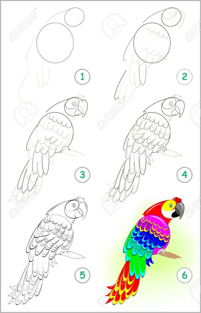come disegnare un pappagallo