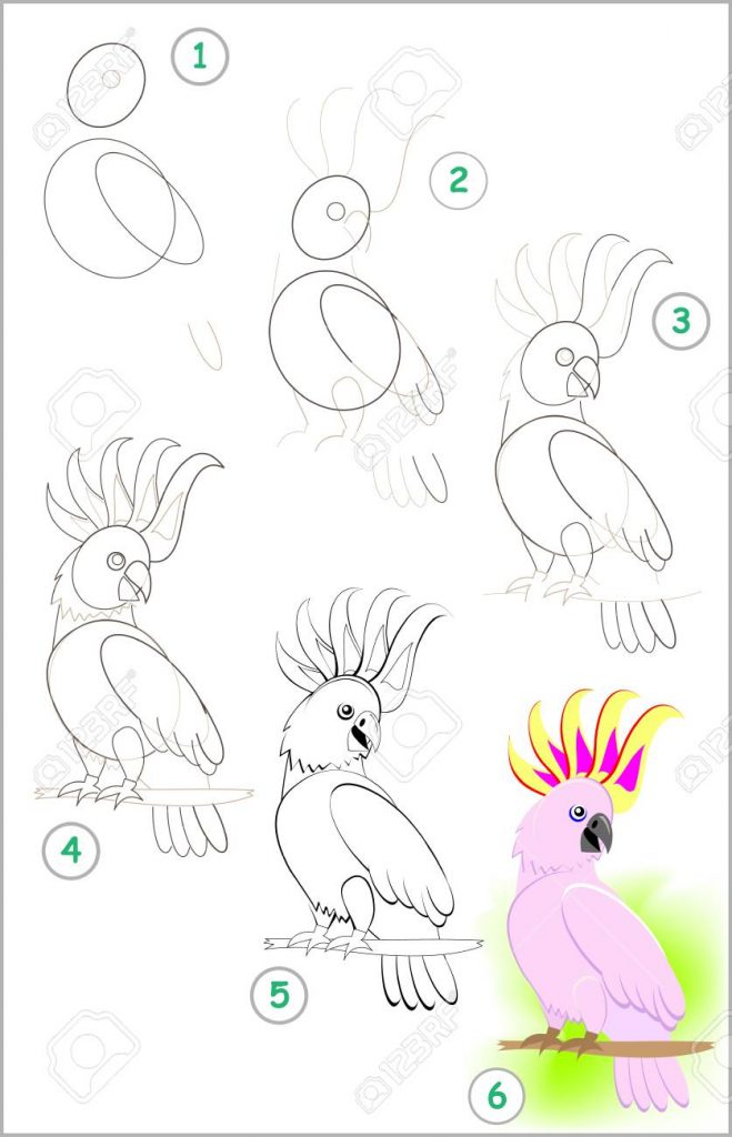 come disegnare un pappagallo