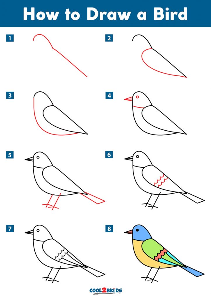 come disegnare un uccello