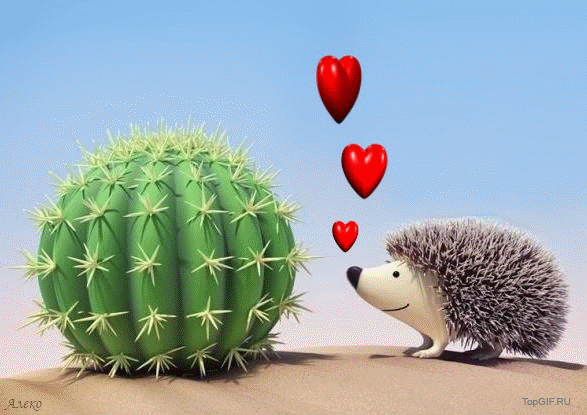 GIF Amore Divertenti riccio cactus