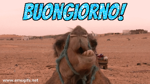 GIF divertenti Buongiorno cammello
