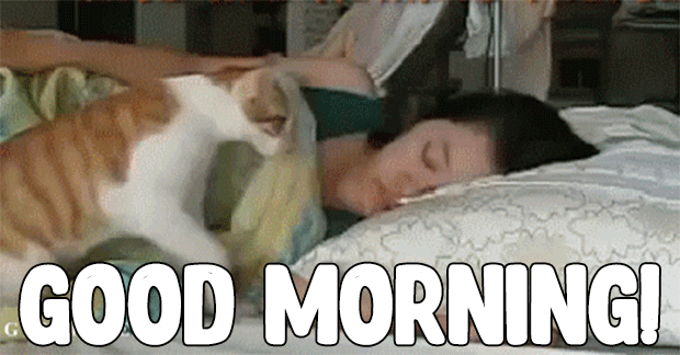 GIF divertenti Buongiorno gatti animali