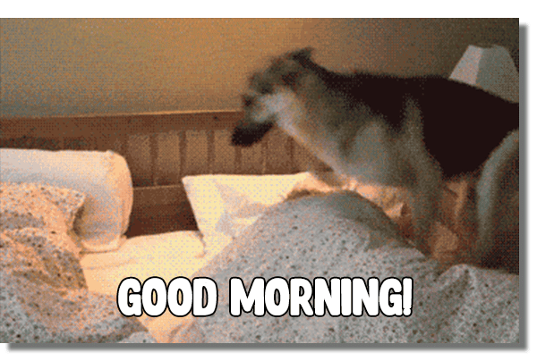 GIF divertenti Buongiorno cani animali