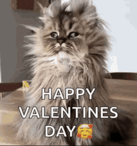 gif divertenti buon san Valentino happy Valentine day