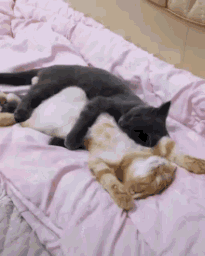 gif abbraccio buonanotte gatti