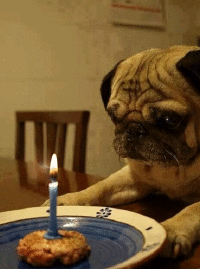 gif chistosos de feliz cumpleaños perro y vela