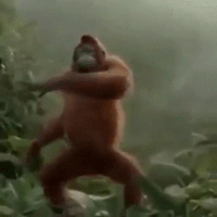 gif chistosos graciosos para whatsapp orangutan que baila