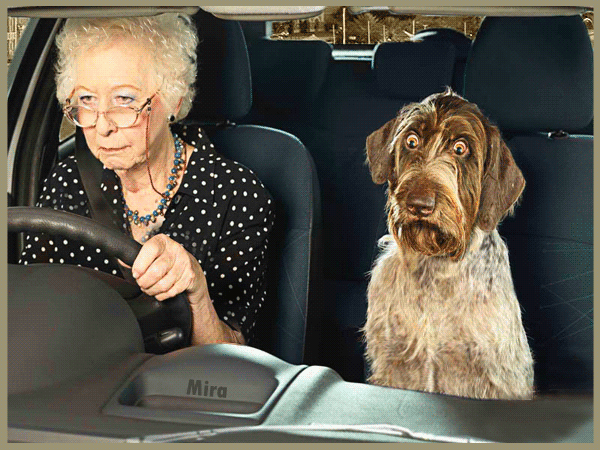 gif chistosos graciosos para whatsapp perro y abuela manejando