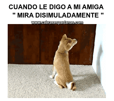 gif chistosos graciosos para whatsapp perro disimulando mirada