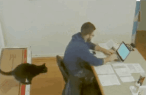 gif divertenti buon lavoro gatto