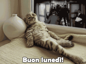 gif divertenti buon lunedì gatto