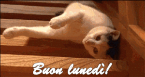 gif divertenti buon lunedì gatto scivola per le scale