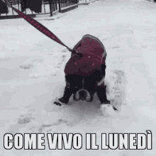 gif divertenti buon lunedì cane trascinato sulla neve