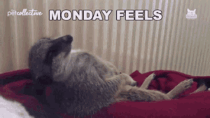 gif divertenti buon lunedì funny happy monday