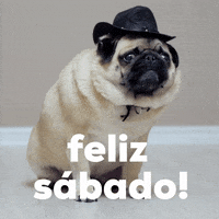 gif feliz sabado con perro