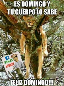 imagenes feliz domingo divertido
