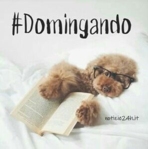 imagenes feliz domingo divertido