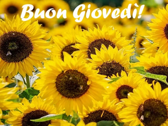 immagini buon giovedì con girasole