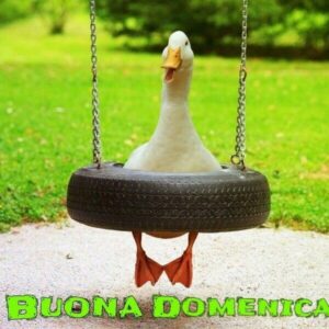immagini divertenti buongiorno buona domenica