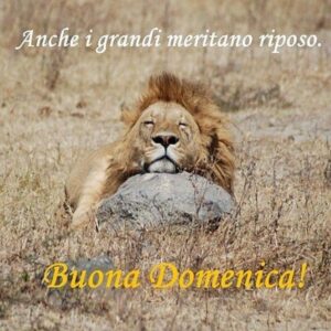 immagini divertenti buongiorno buona domenica