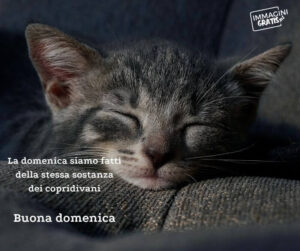 immagini divertenti buongiorno buona domenica