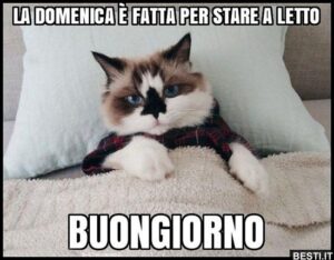 immagini divertenti buongiorno buona domenica