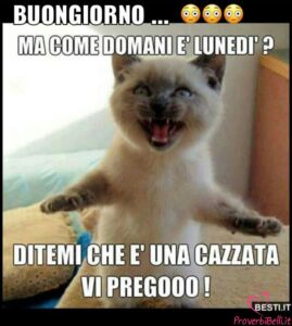 immagini divertenti buongiorno buona domenica domani è lunedì