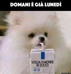 immagini divertenti domani è lunedì