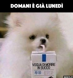 immagini divertenti domani è lunedì