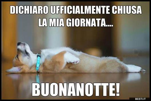 immagini divertenti buonanotte animali cani