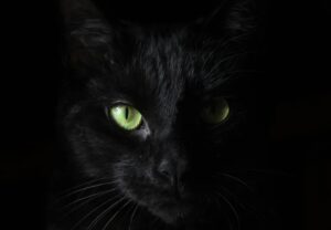 sognare gatto nero
