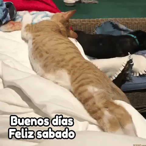 buenos dias feliz sabado gif